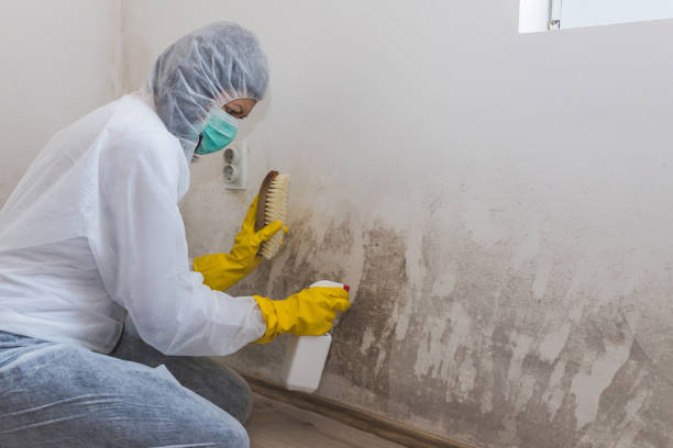 Best Local Mold Removal Service  in Comer, GA
