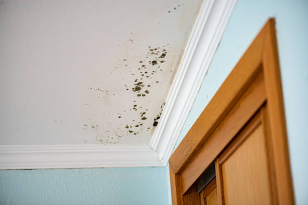 Home Mold Removal in Comer, GA