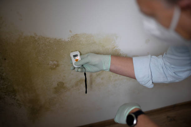 Office Mold Removal Services in Comer, GA